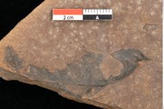 Foto (Detailsansicht) von Quercus palaeoilex Ettingshausen (NHMW-GEO-2024-0188-0938)